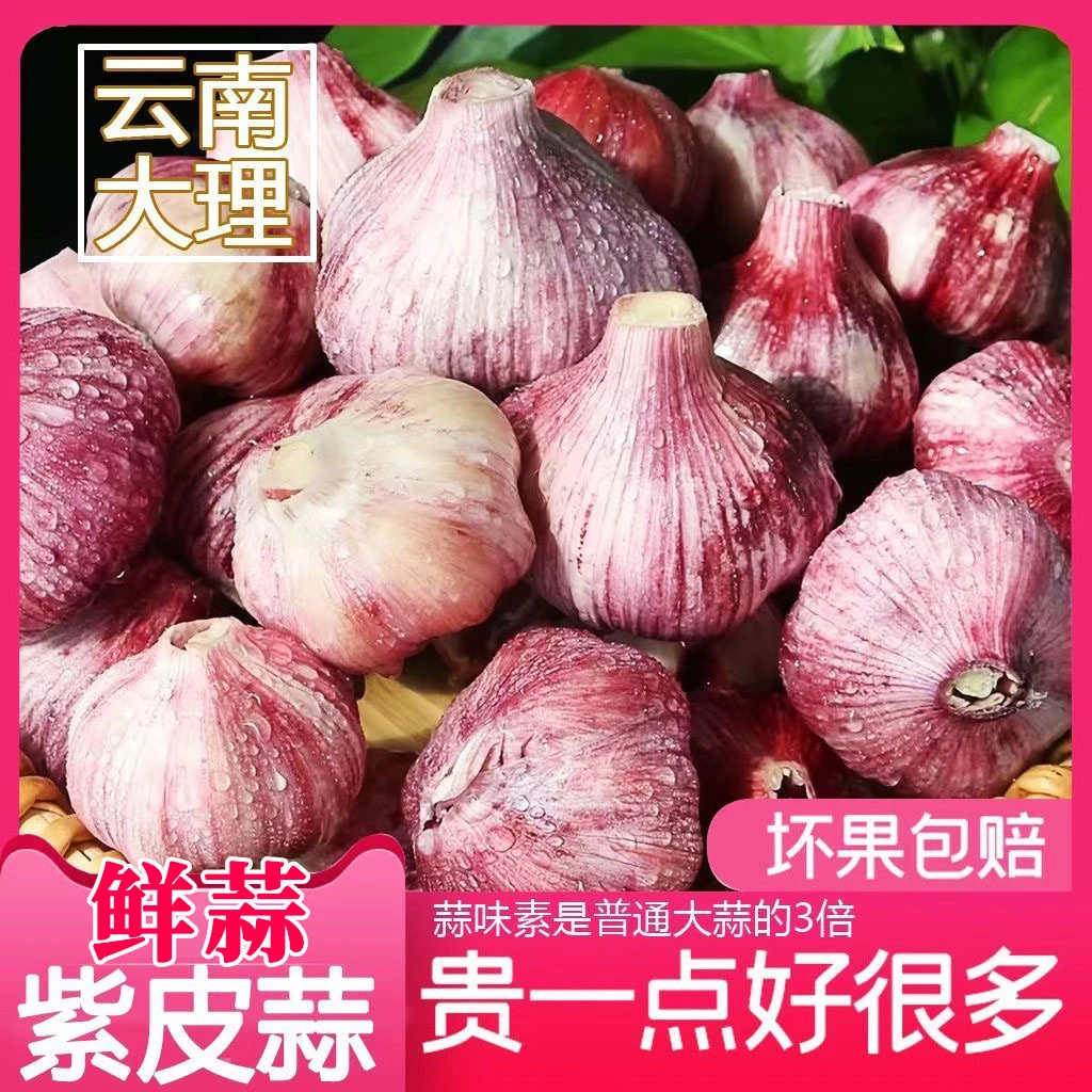 【新客福利小果】农家自种现挖云南大理紫皮大蒜红皮蒜湿蒜拒绝陈蒜