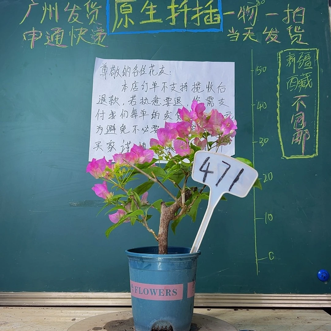 当前无花栽培后可以开花口红471