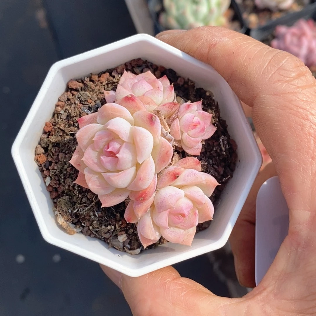 精品多肉一物一拍不包整547