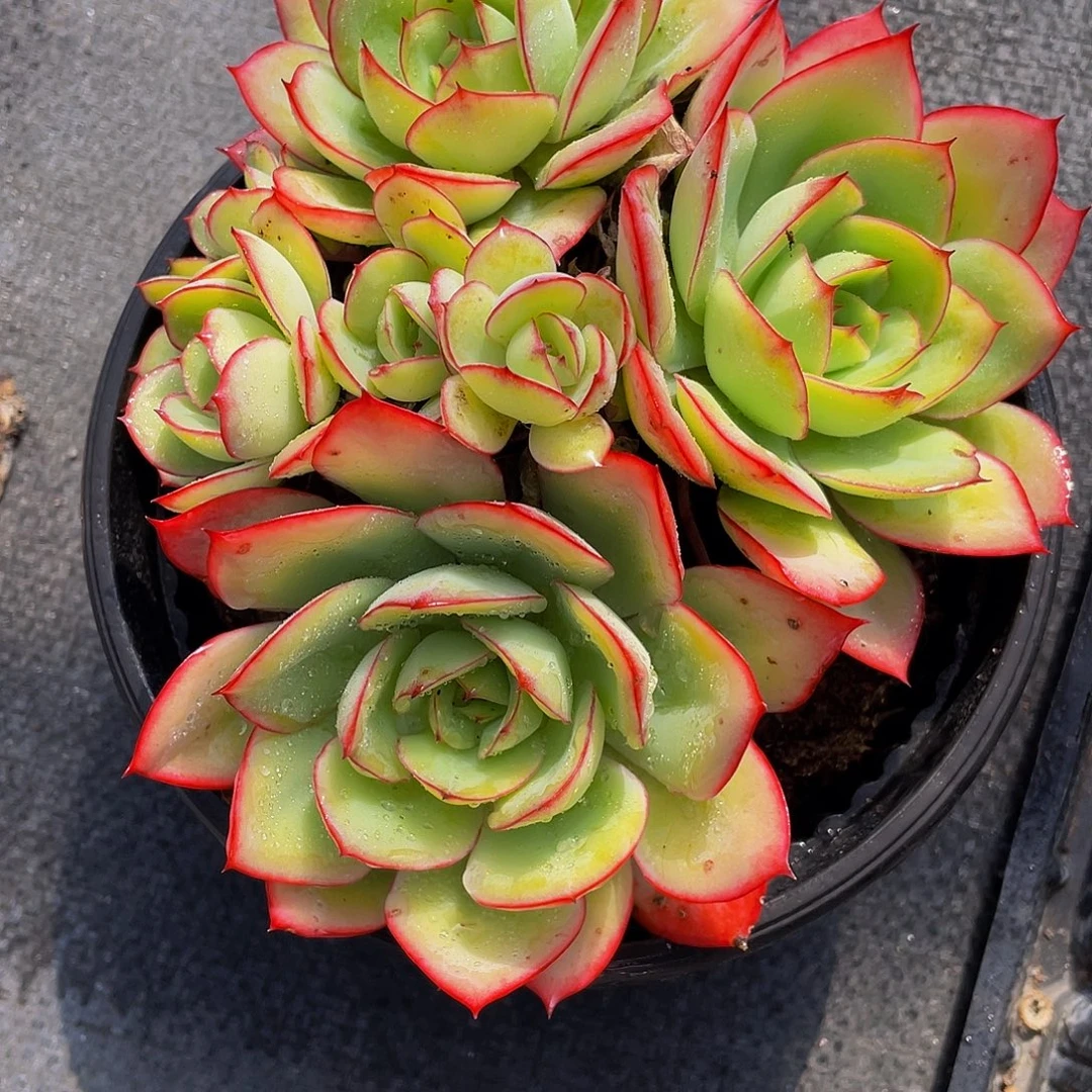 牡丹停多肉植物群
