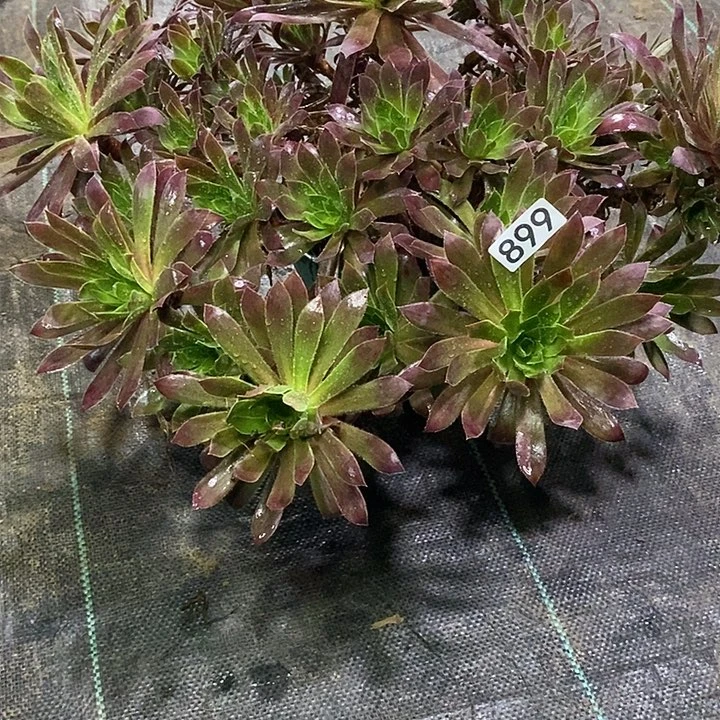 899，孔雀24467888999999