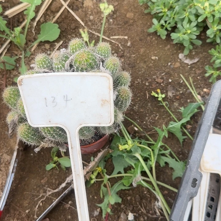 香***嗷134号所生的实生彩草25的