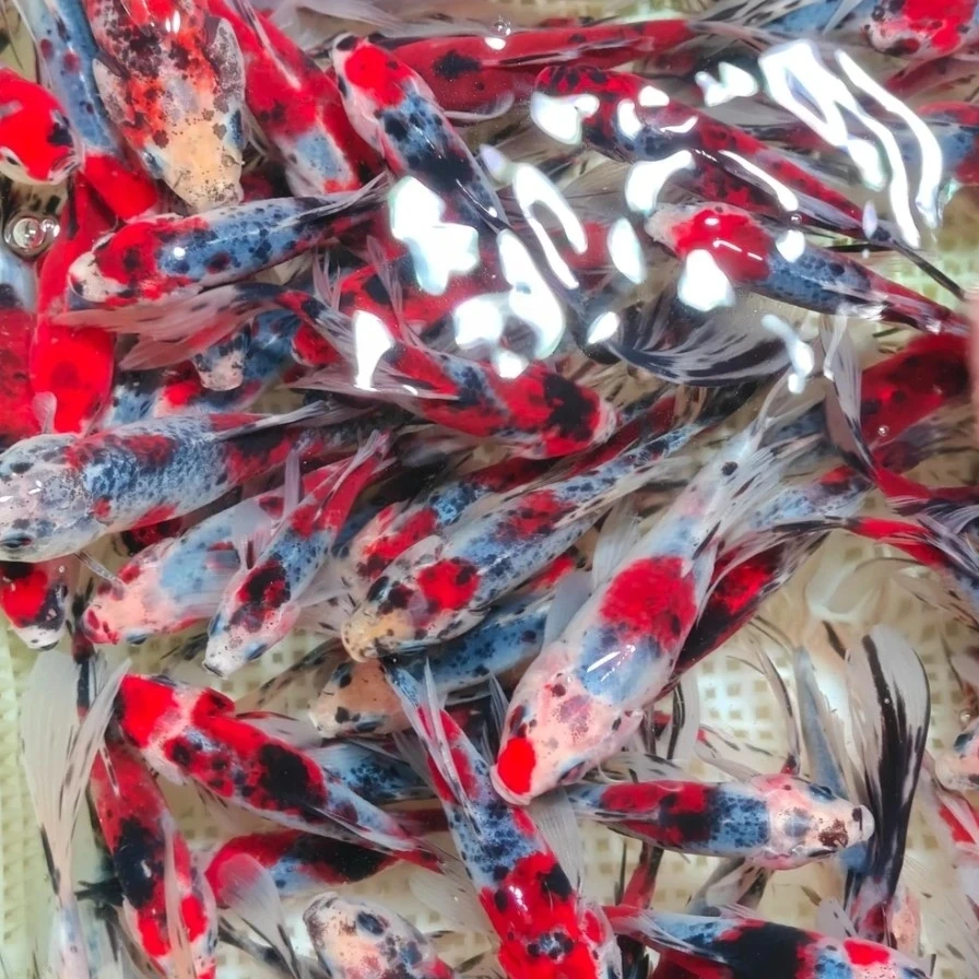 水墨兰花草金鱼2-4厘米29条好养冷水观赏鱼 颜色混搭 不支持指定