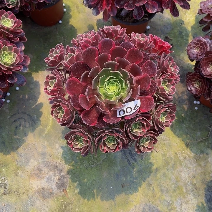 000000000900金丝雀