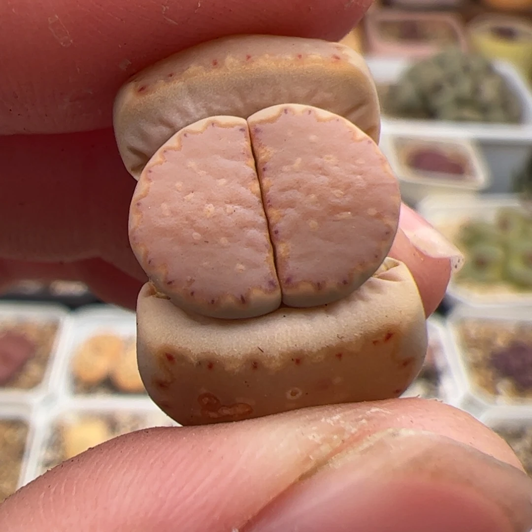 0494号饼干 多肉植物