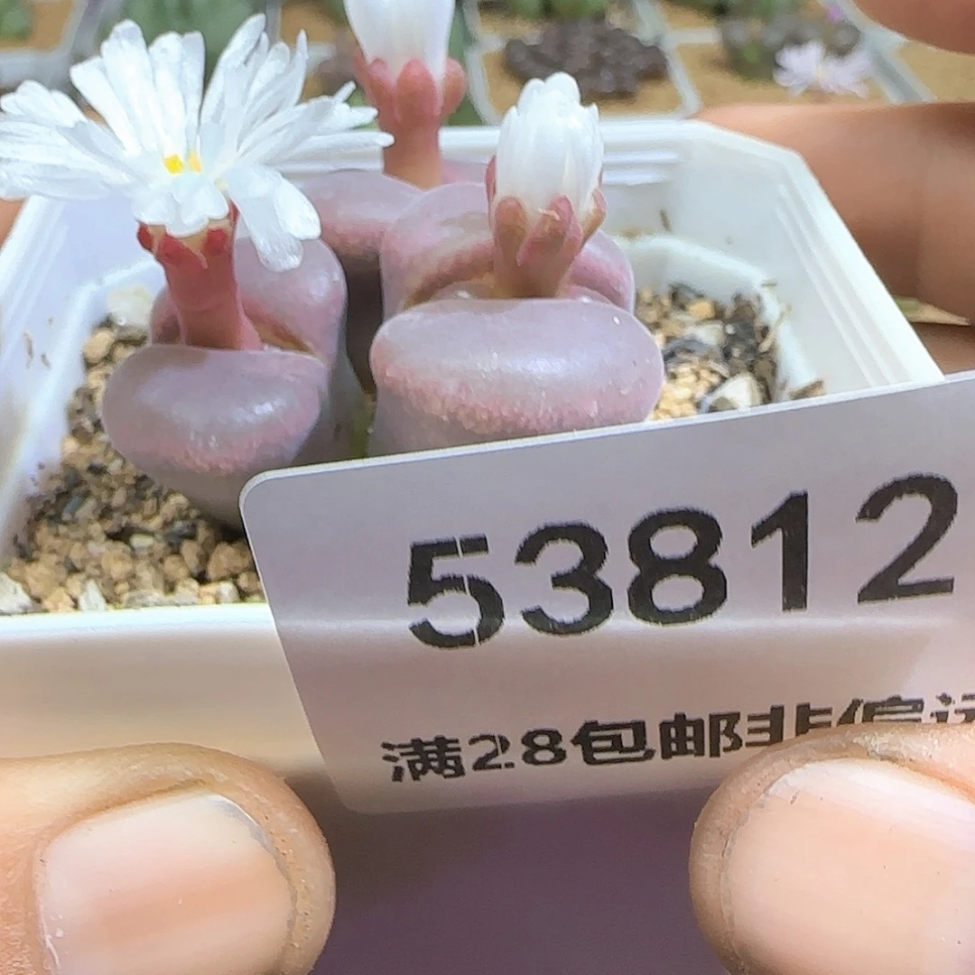 楠***哈哈哈哈哈哈哈53812