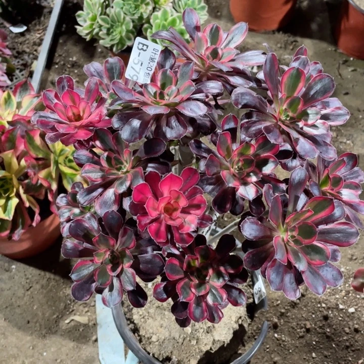 579香无主头12345688多肉