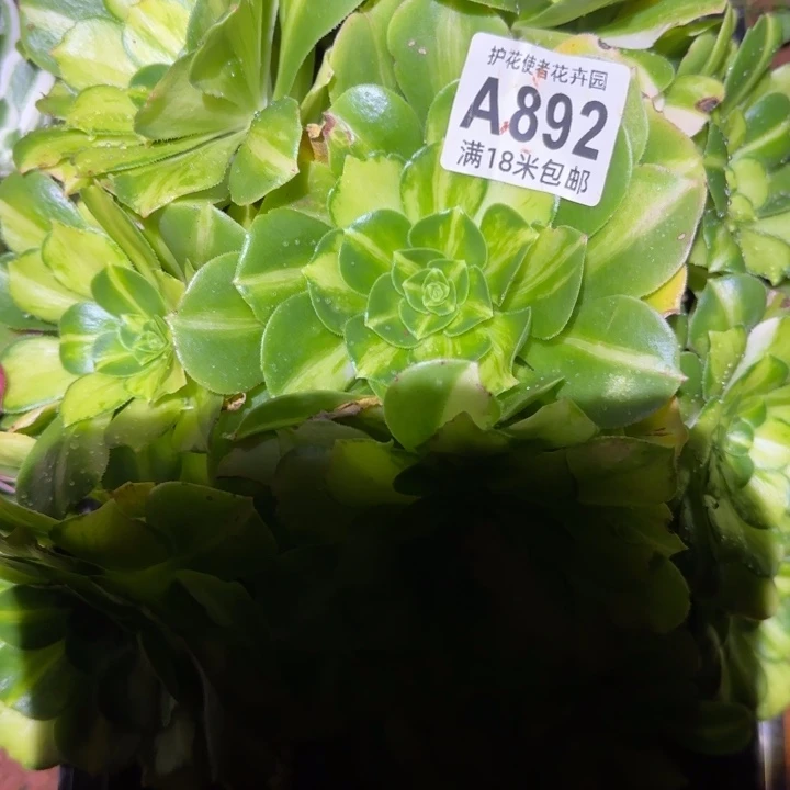 多肉法师淘宝福利