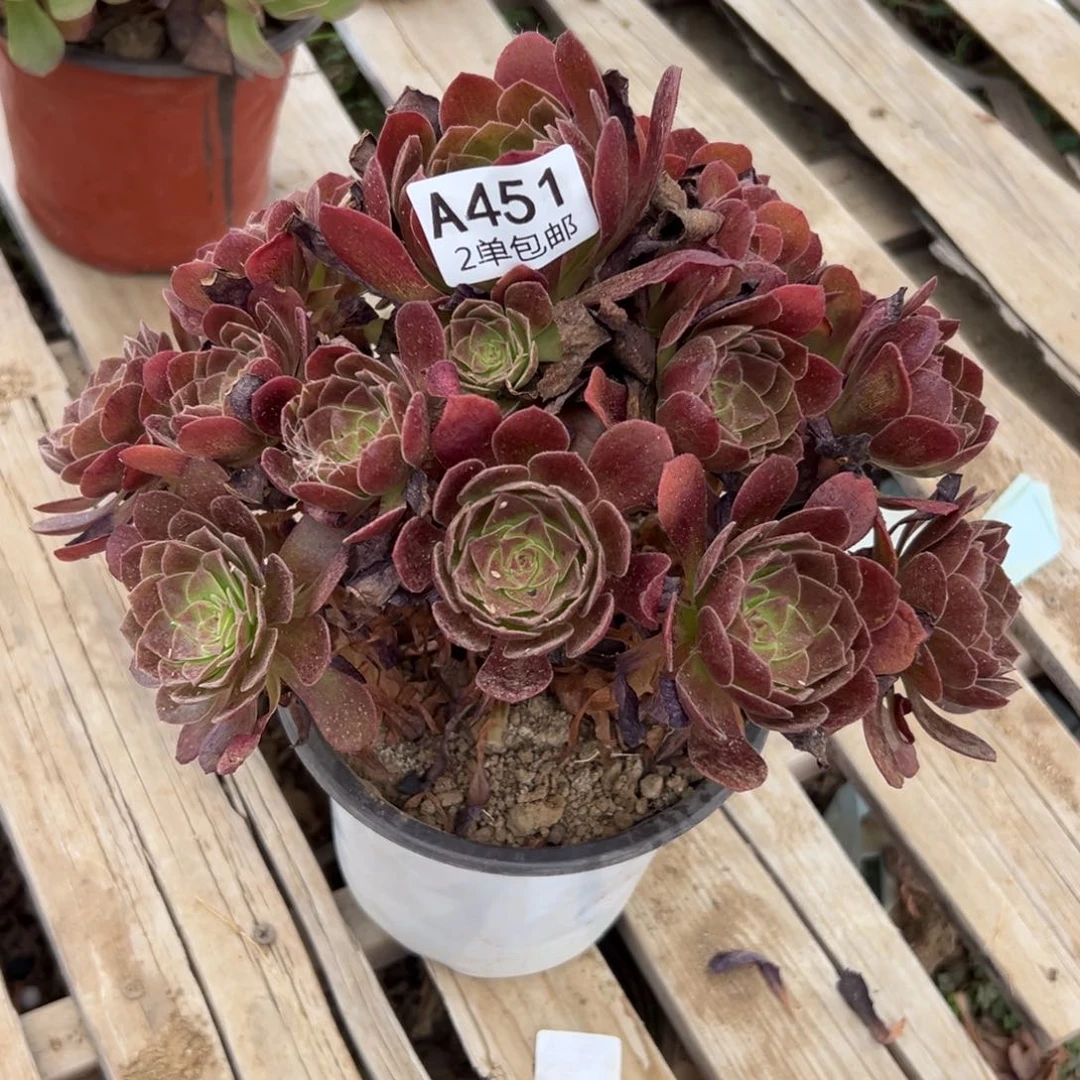 451多肉     赤焰连