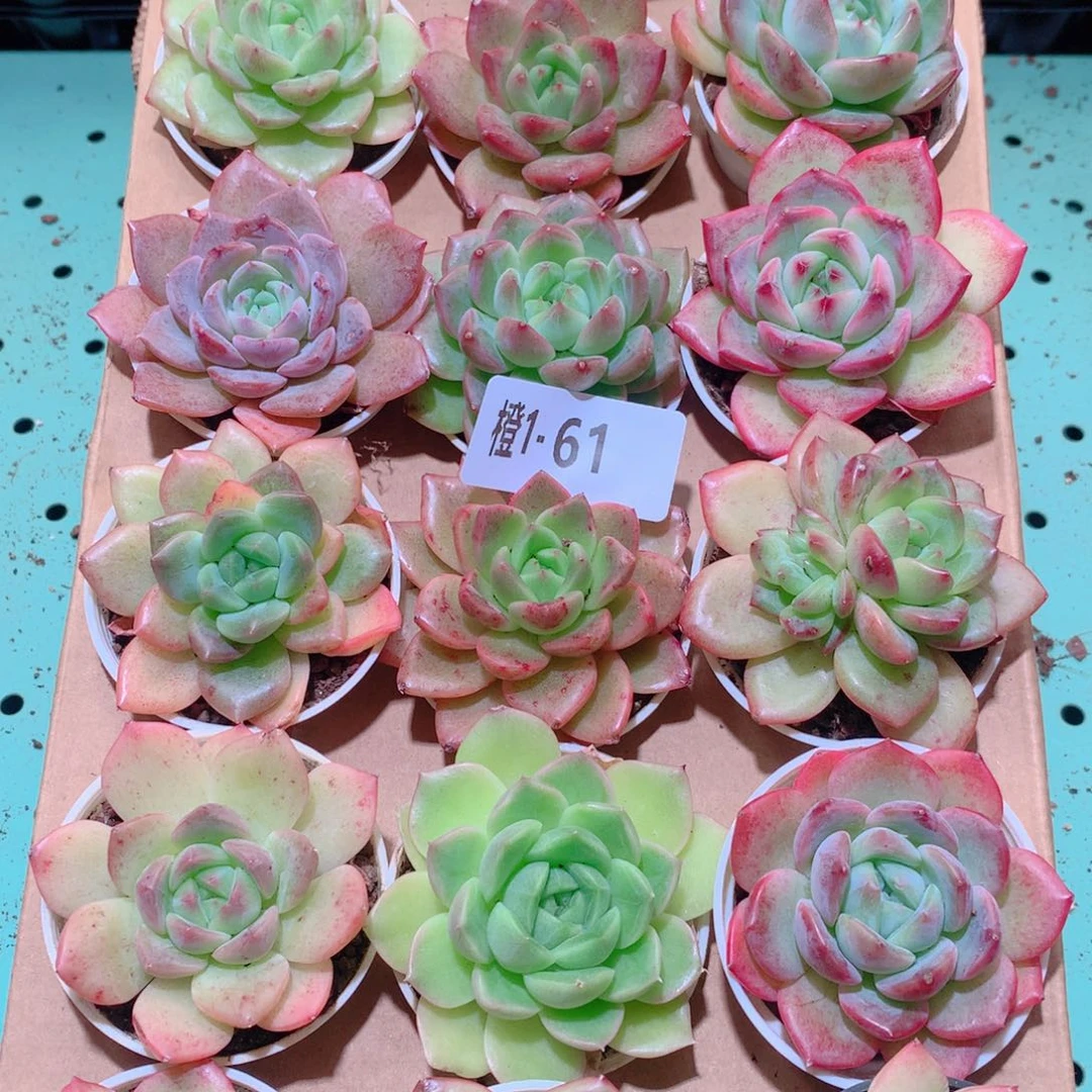 1-61一物一拍多肉带盆18颗