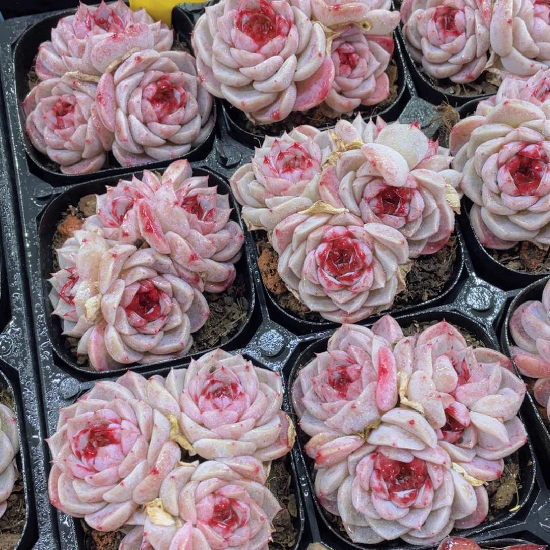 699号精品天鹅绒多头群一个