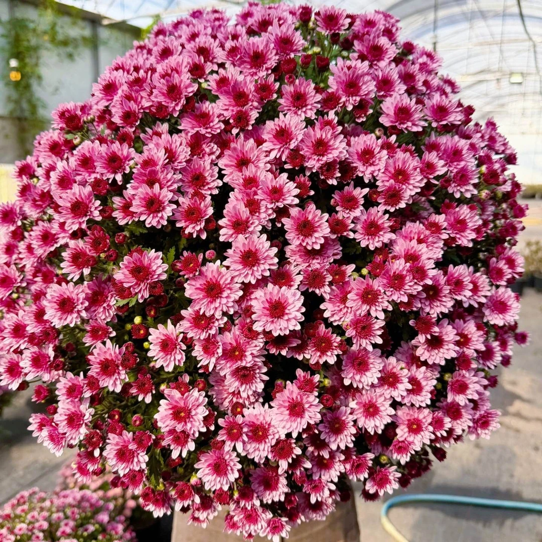 【草莓甜心】千头菊耐热高温适合阳台庭院盆栽地栽新手易养AA