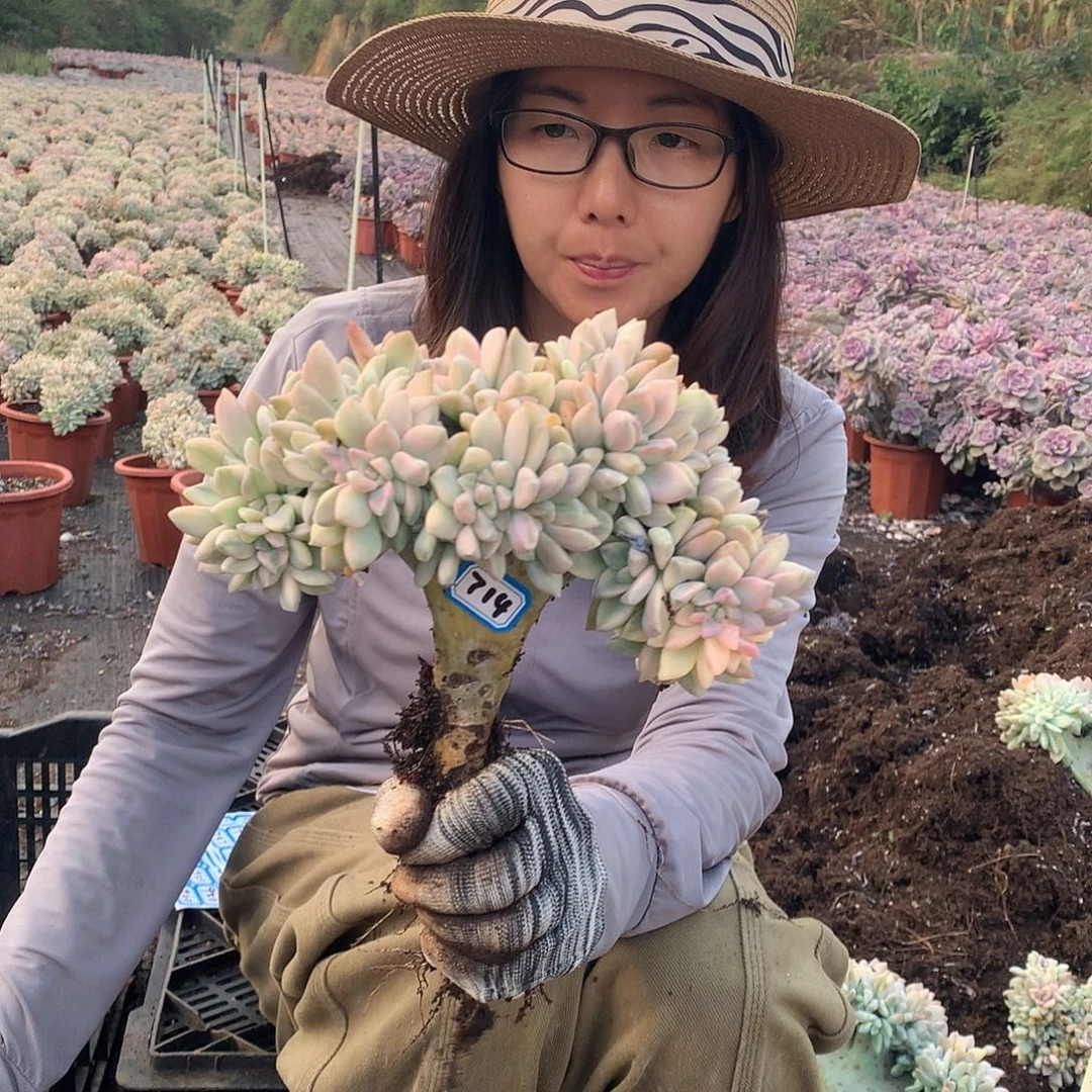 714 淡雪锦朵朵缀化 一物一拍