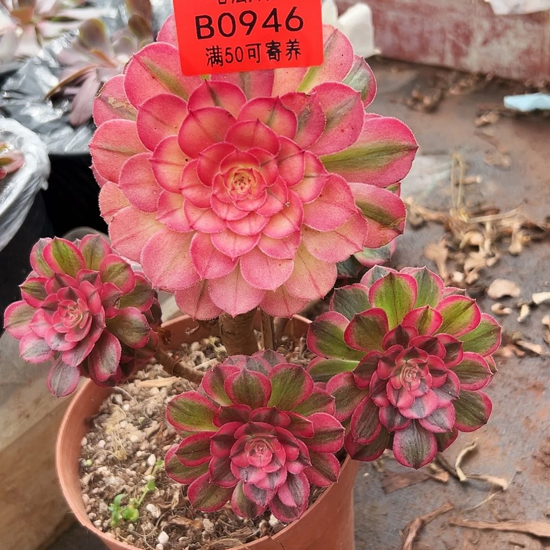 0946多肉植物海神