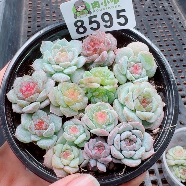 多肉植物多肉植物