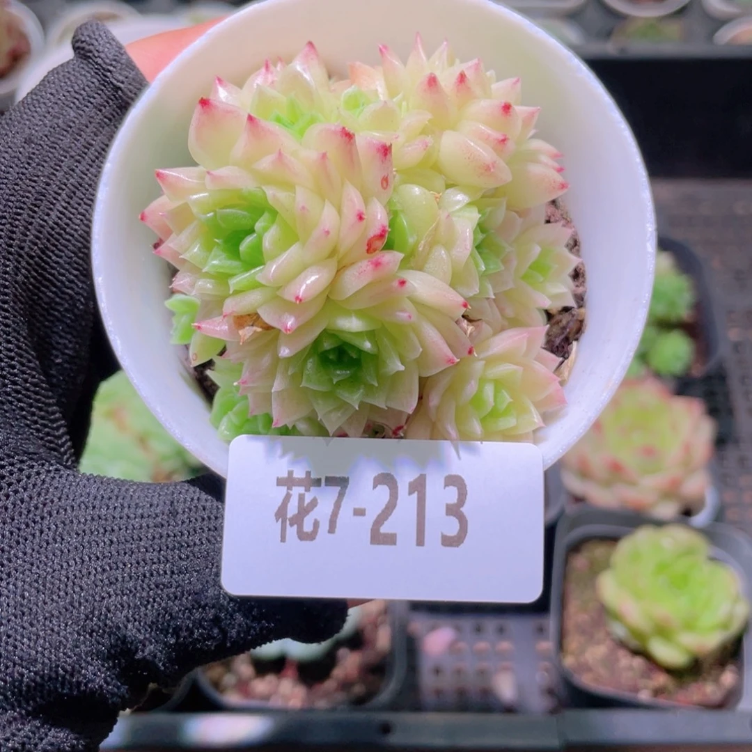 花利美7-213幻影群