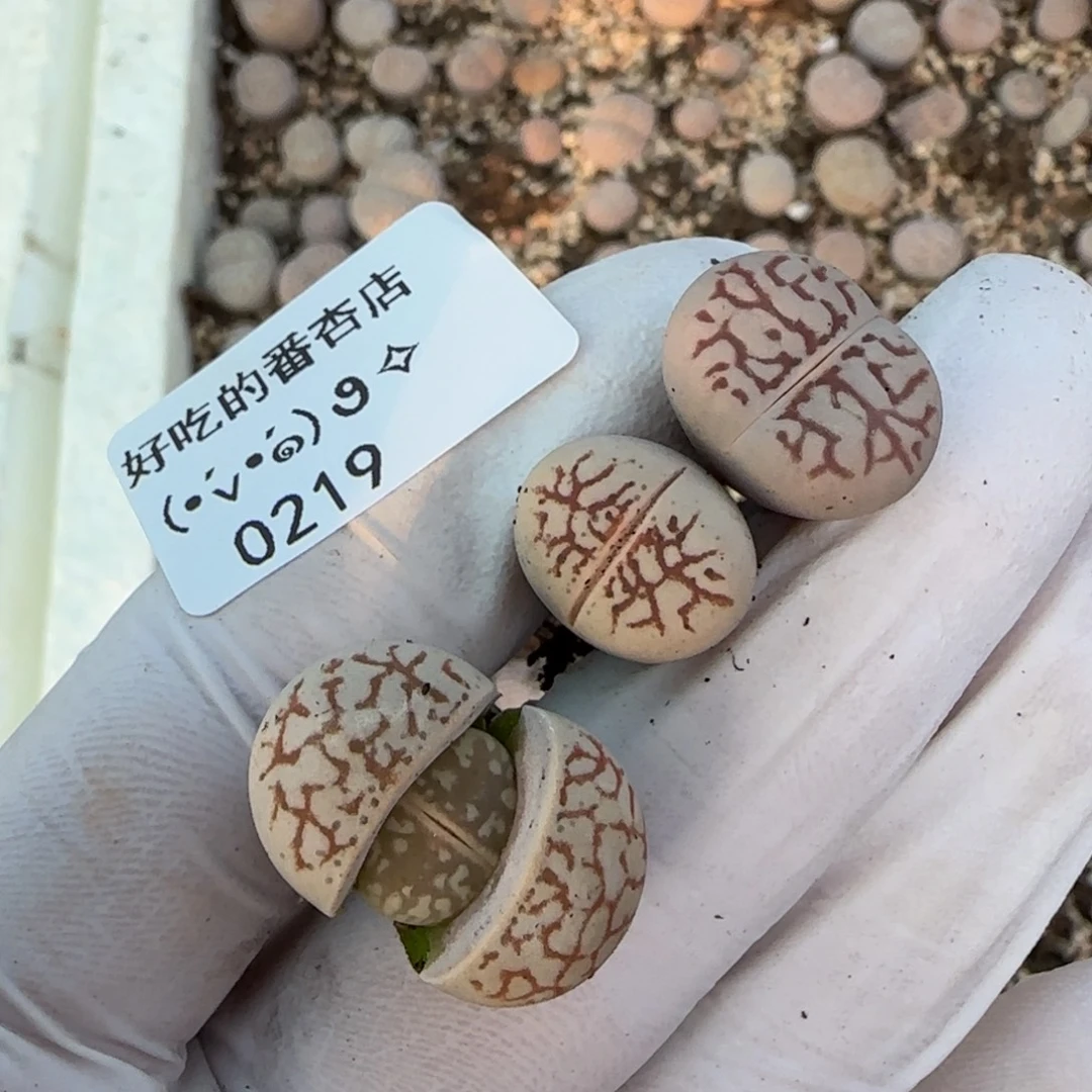 咪***咪0219。默认脱土。18包邮。偏远88包邮