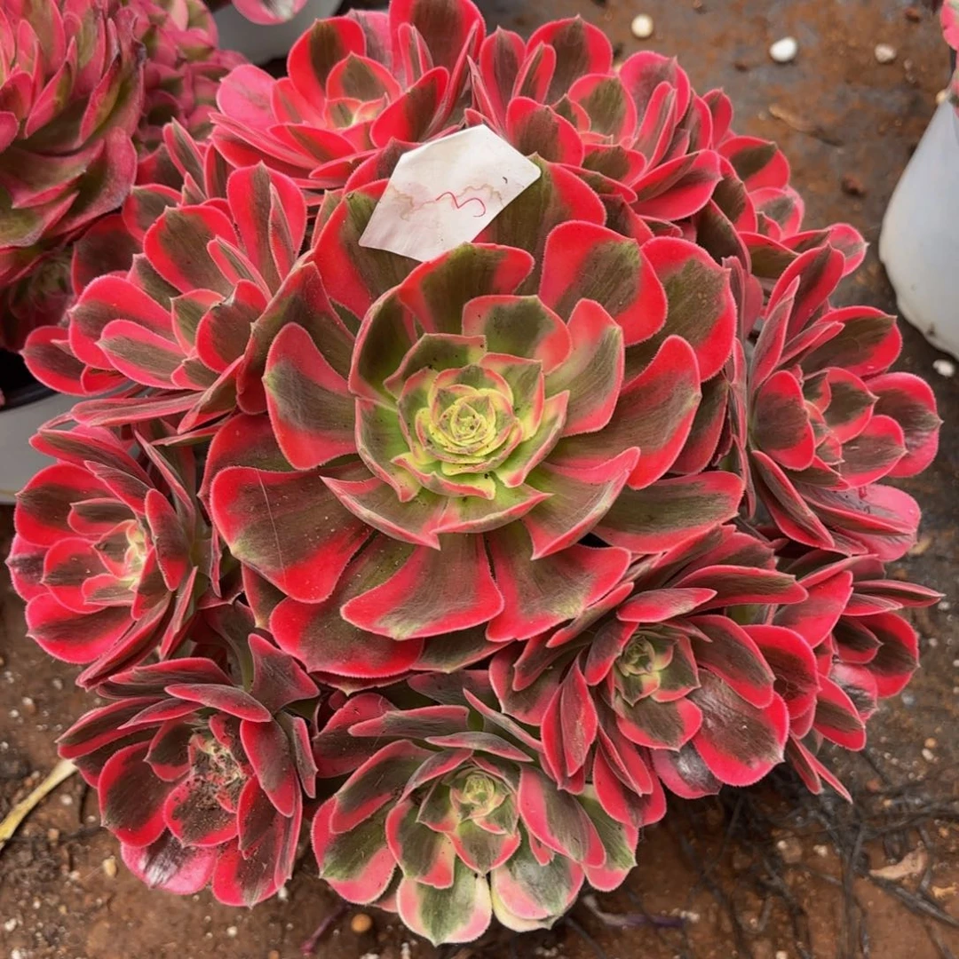 云南七彩石好看3号