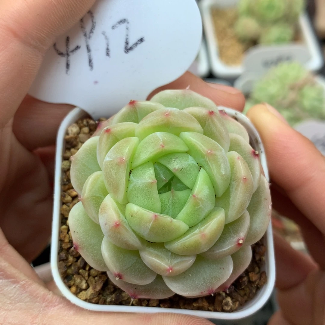 金蕊珍妮单头4912