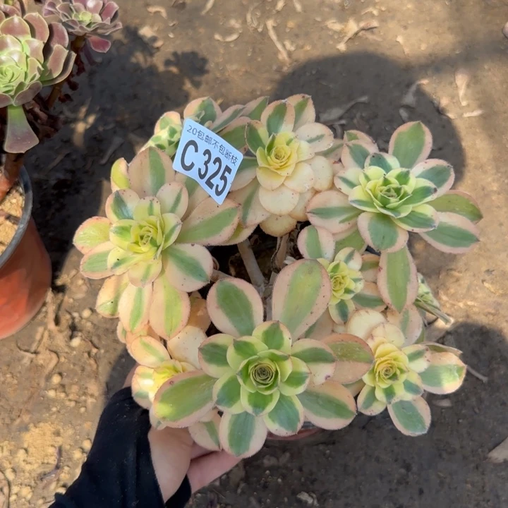 艳资金……多肉植物……
