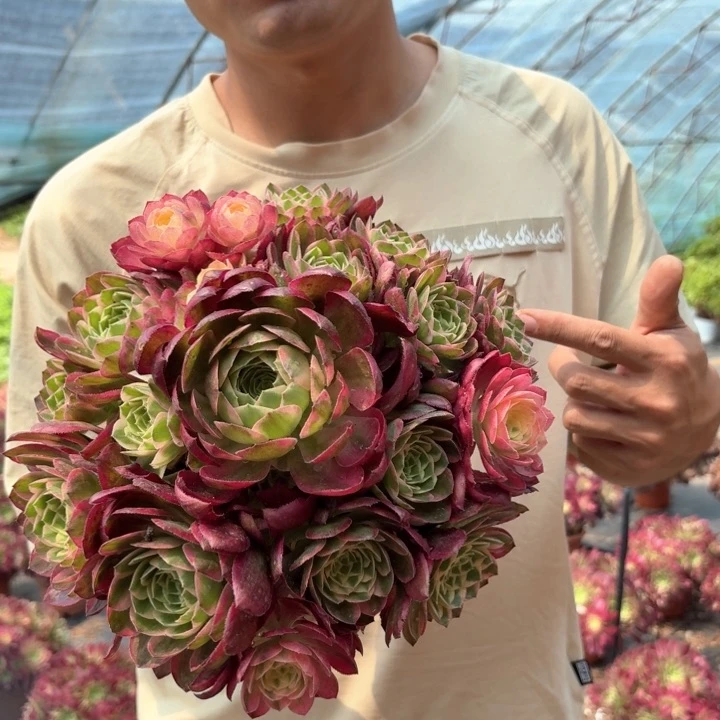 正版海王好看好养