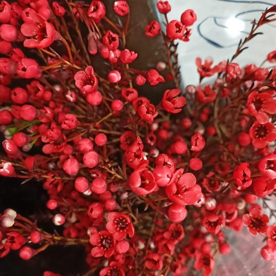 遇花园鲜花腊梅紫色蓝色一扎