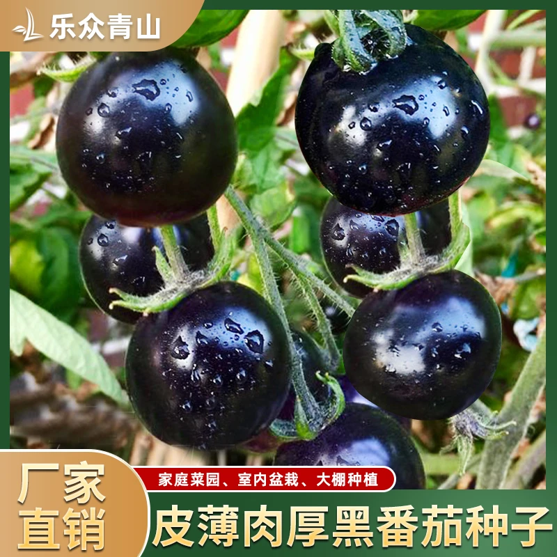 黑钻番茄种子西红柿种子黑番茄