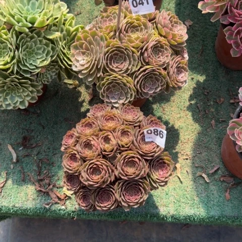 茶***情041粉花妖，086红魔