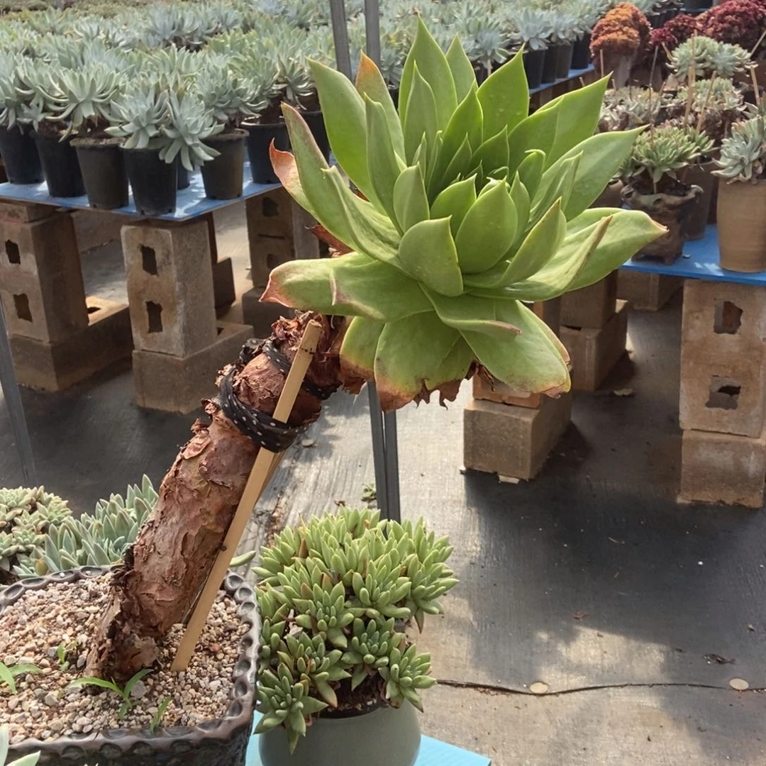 野生坎代多肉植物啦啦啦