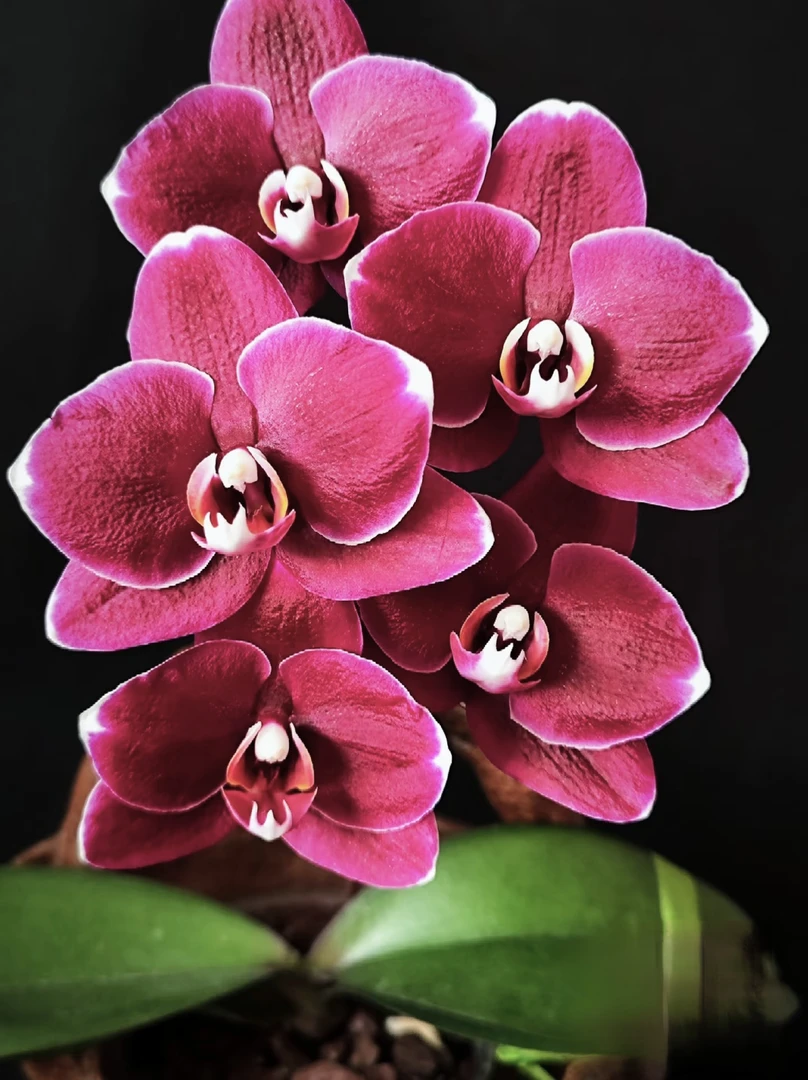 黑美人蝴蝶兰3.5寸杯（没花剑）弱根轻微叶损