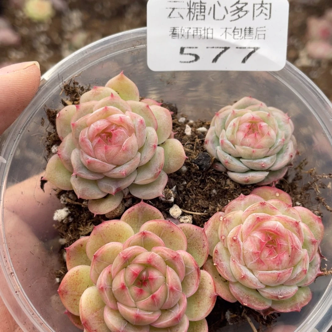 云糖心多肉植物577