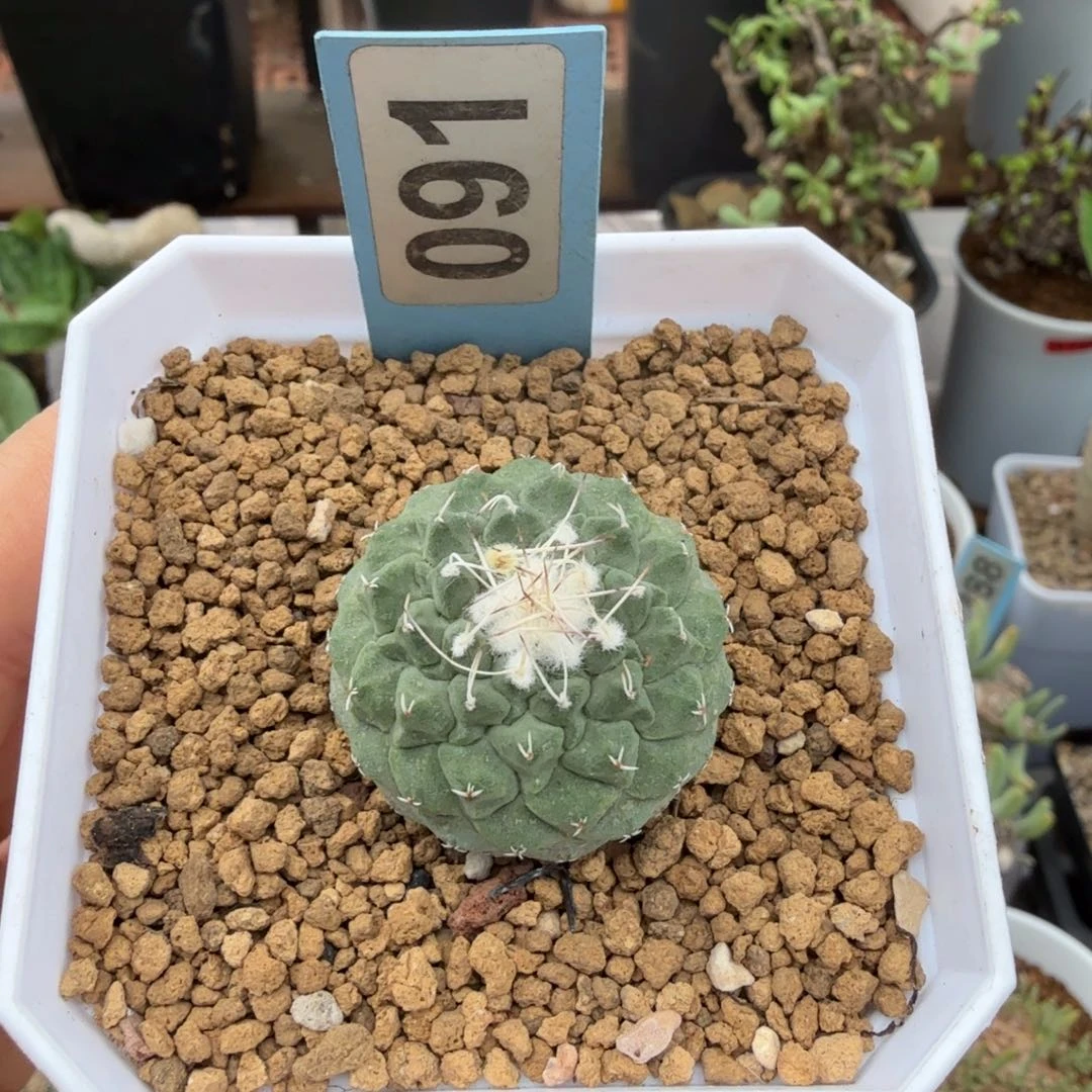 实生菊水091仙人掌