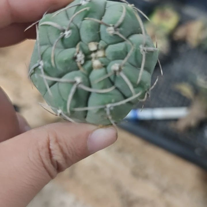 一物一拍，三本刺仙人球！！
