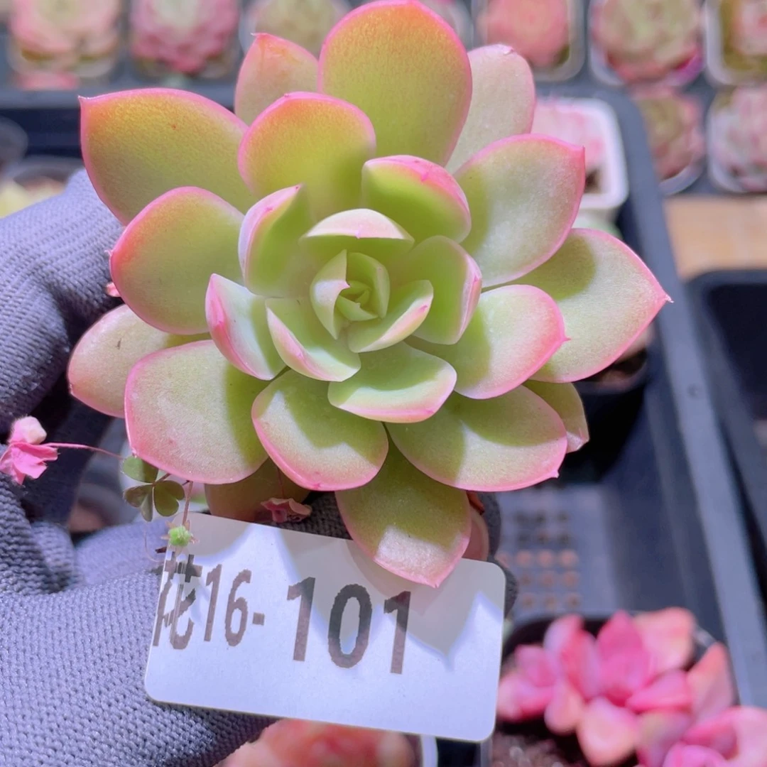 花利美16-101丝绸面纱