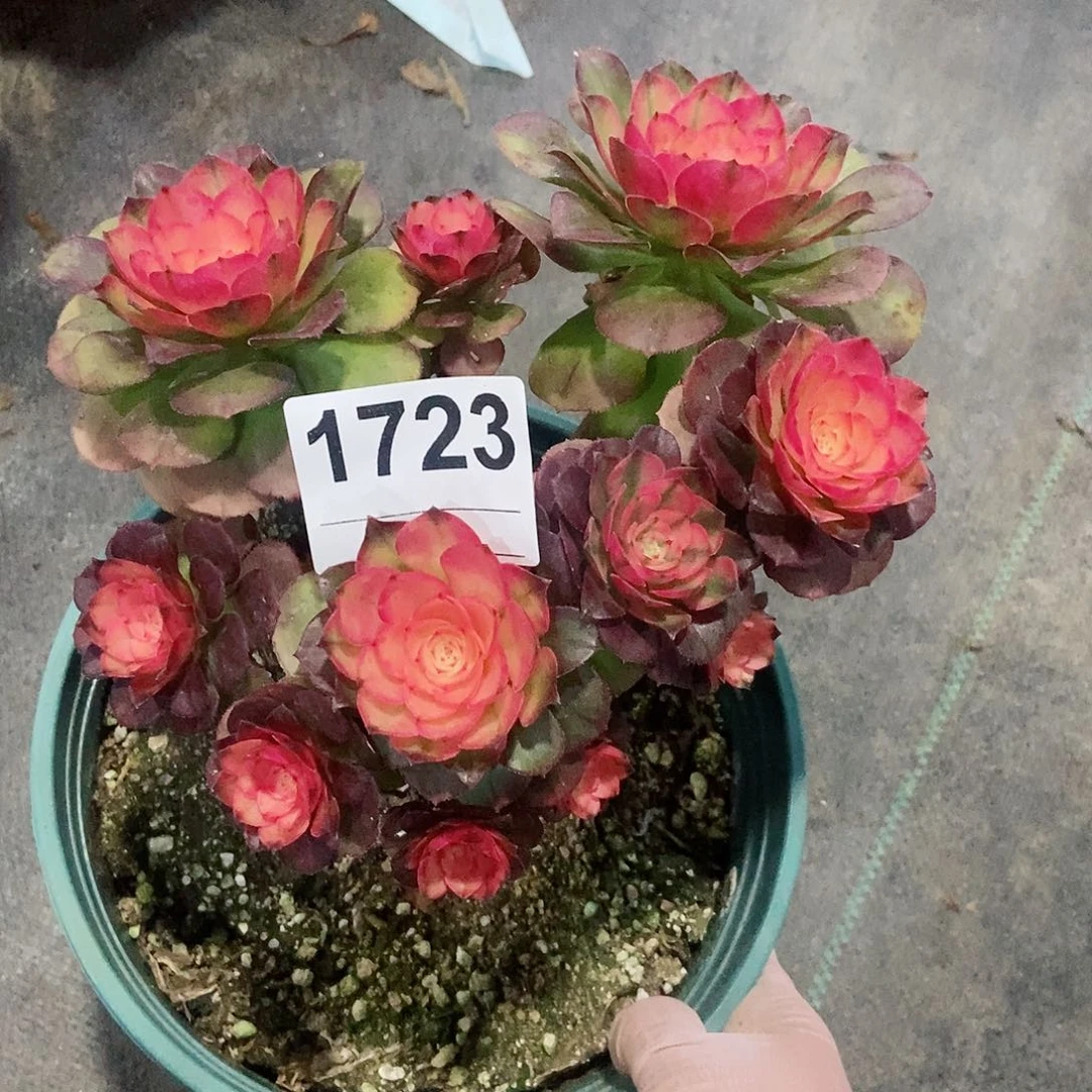 红陶婷*1723荔枝4冠服15.6多肉