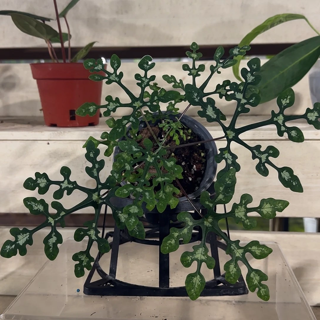 无花朵雪花西番莲