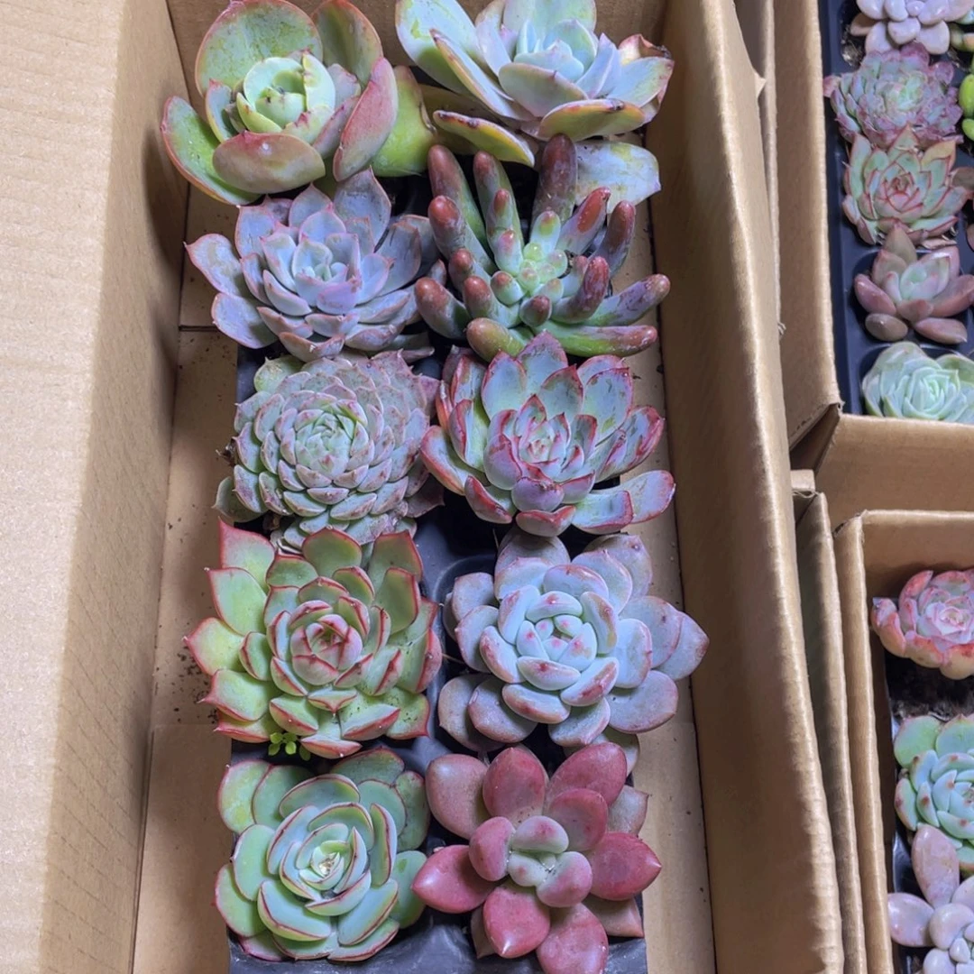 10颗-3号约4-6厘米