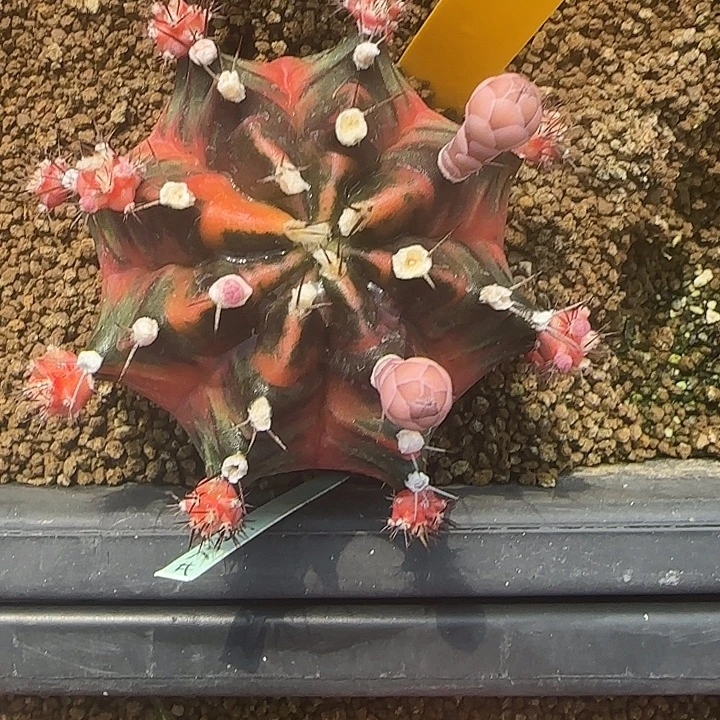 L***nL548-1216泰国发货 732