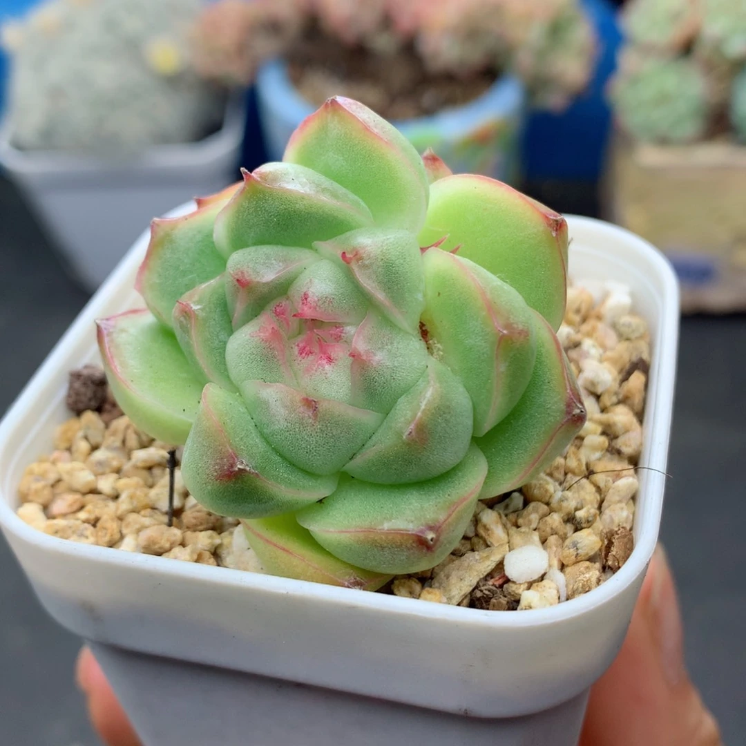 58包邮  群生不包整47