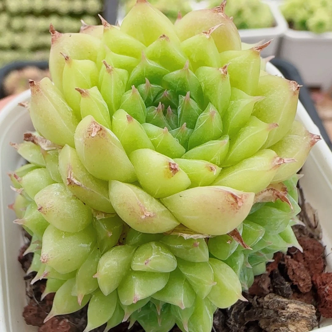 花语逸镜0720-16散