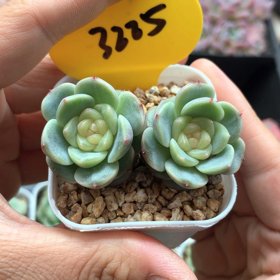 正版荔枝甜心双头3225