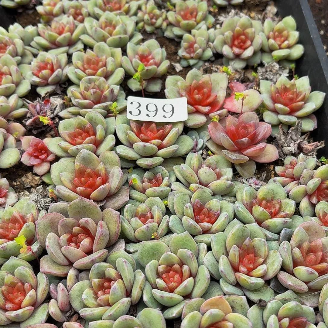 多肉植物多肉植物399