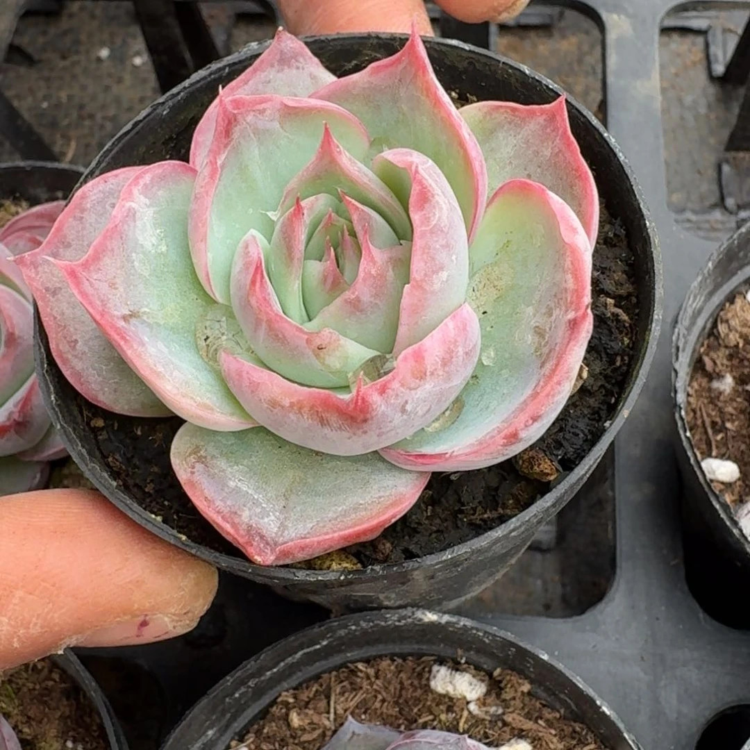 多肉杂交一物一拍18-75