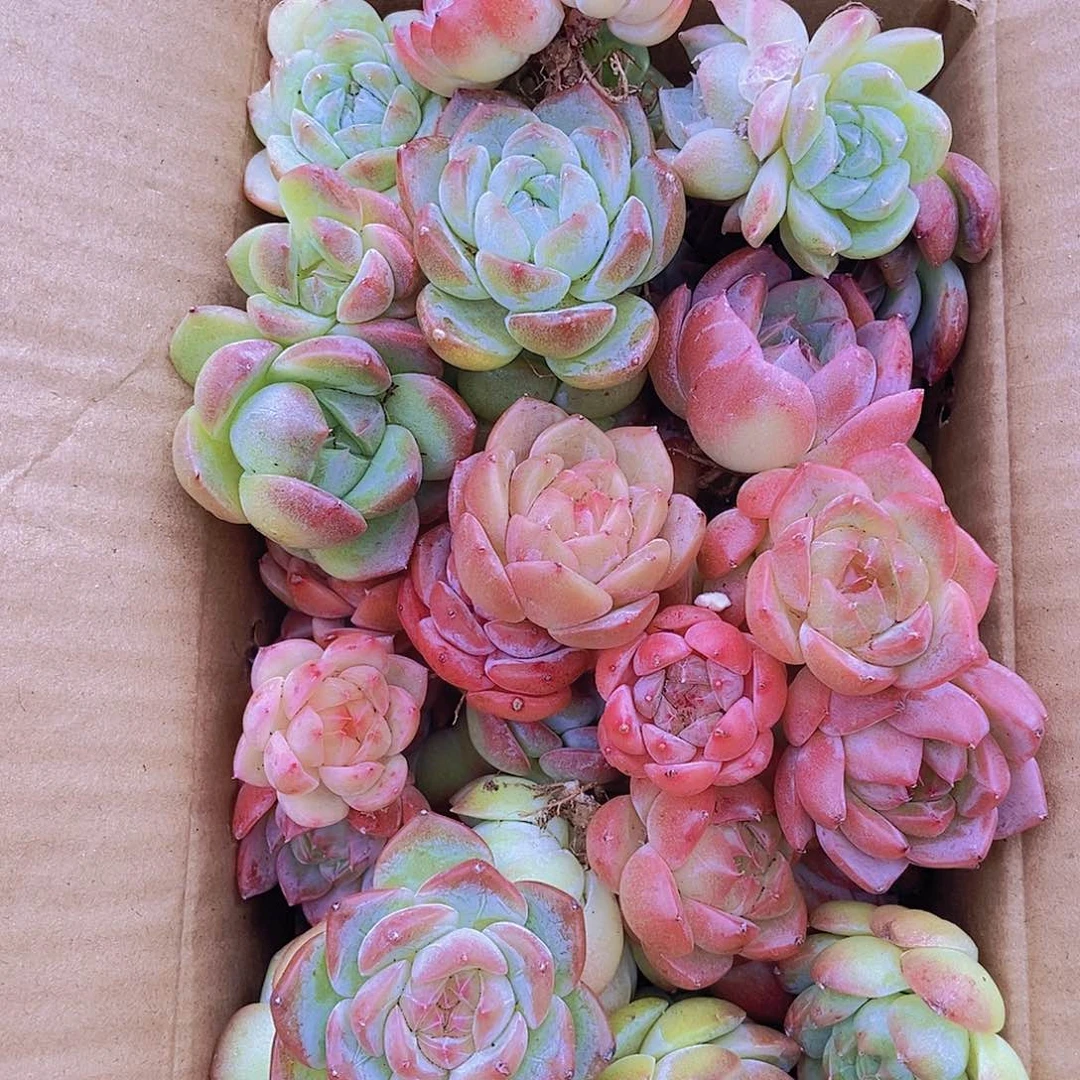 00000001量拍保底20颗