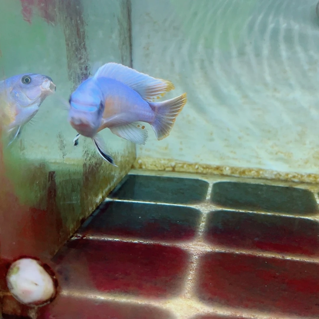 慈鲷沐*46号卡丑