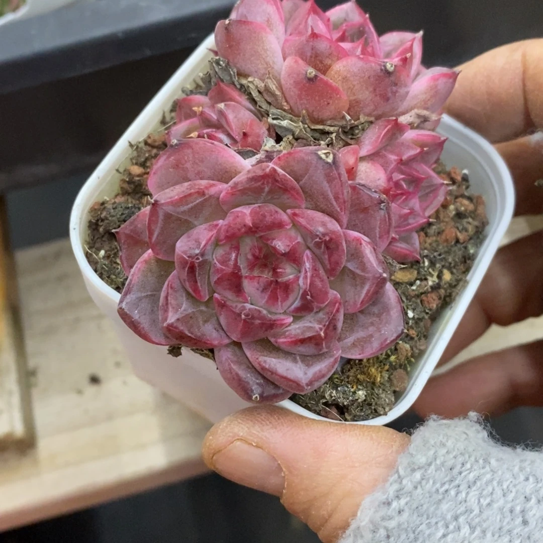 精品多肉一物一拍不包整263