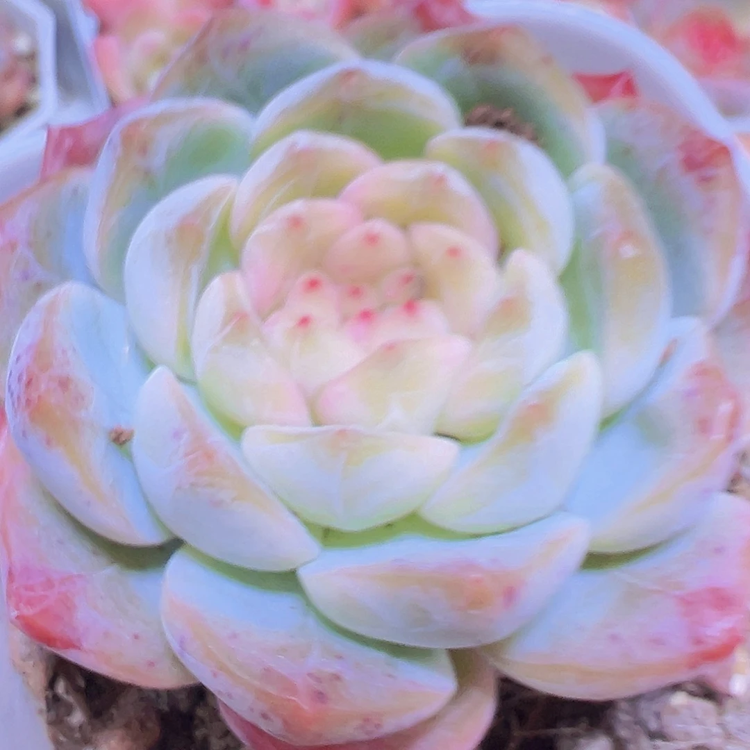葡萄珍妮2号19包邮