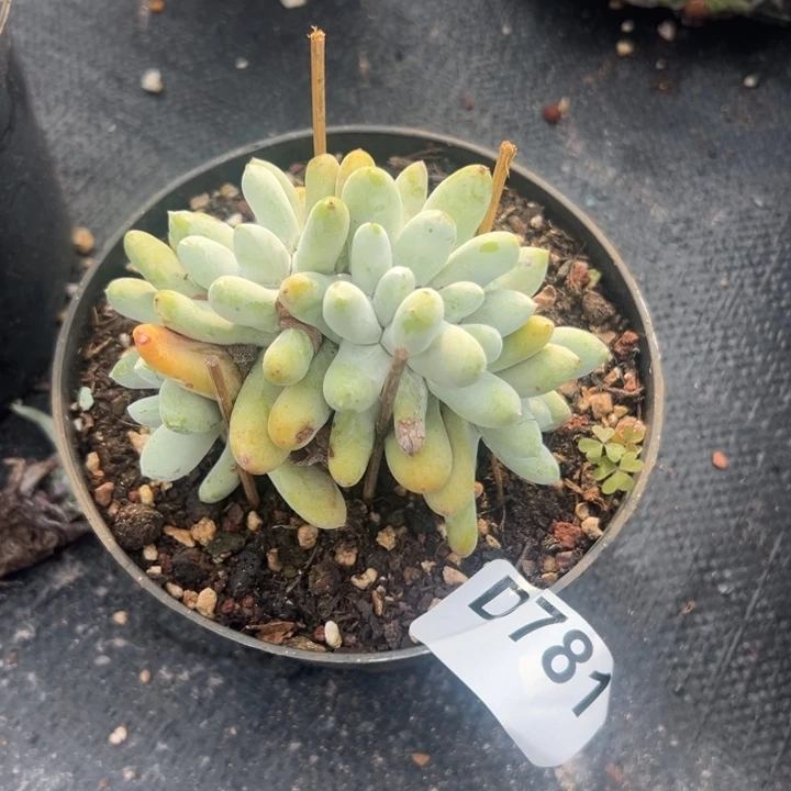 1**0谢谢宝～一物一拍781