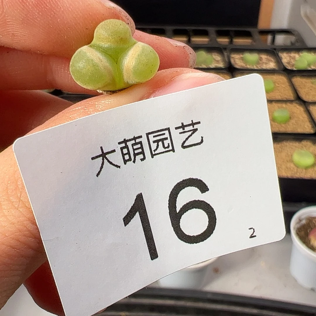 一物一拍          16