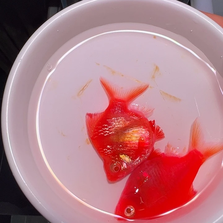 森***夏虎皮鱼红色玻璃体虎皮+粉色球体虎皮